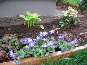 <em>Anemone blanda</em>, <em>Hosta x 'Golden Tiara'</em>, and <em>Helleborus</em> after a week