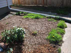 More grass and weeds to remove in the west garden