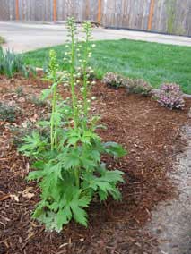 <em>Delphinium elatum</em> Candle Larkspur