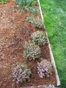 <em>Erica x darleyensis</em> Mediterranean Pink Heather