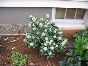 Japanese Skimmia flowering