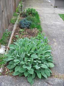 <em>Stachys byzantina</em> Lambs Ear 'Helen Von Stein' really getting big