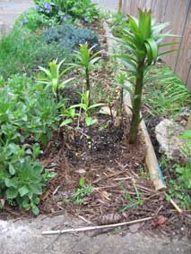 <em>Lilium</em> Oriental Lily 'Siesta' coming up