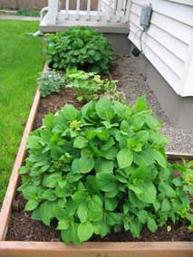 Front planting bed in April