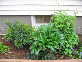 Front planting bed in April