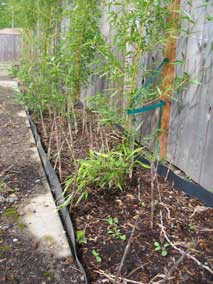 New bamboo culms coming up
