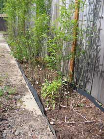New bamboo culms coming up