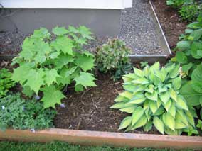 Yellow Wax Bells and 'June' Hosta filling out