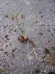 Little tree trying to grow out of buried nut in the west garden