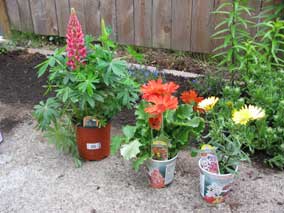 <em>Lupinus polyphyllus</em> Lupine 'Gallery Series', <em>Gerbera hybrida</em> Gerbera Daisy, and <em>Osteospermum</em> African Daisy
