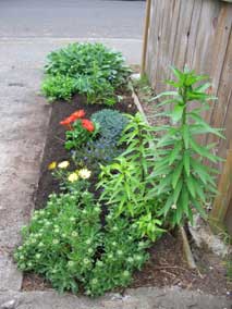 Small flowerbed after planting Lupine, Daisies, and some Gladioli corms