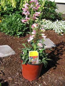 <em>Penstemon barbatus</em> Beard Tongue 'Rondo Mix'