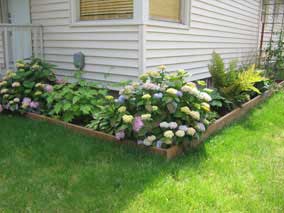 Front planting bed in early June