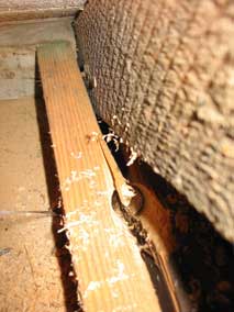 Drilling for electrical wiring in the garage attic