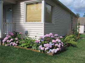Front planting bed in late June