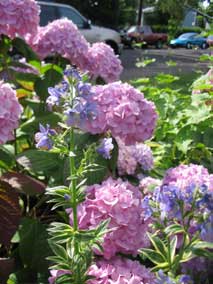 <em>Polemonium caeruleum</em> Jacob's Ladder 'Brise d'Anjou' blooming