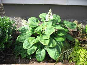 <em>Hosta</em> Hosta 'Mr Big' with blooms