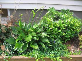 <em>Hosta</em> Hosta 'Lakeside Coal Miner' starting to bloom