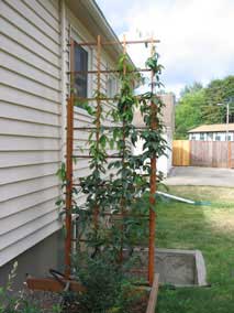 North trellis in August