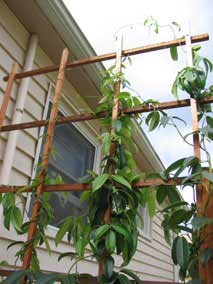 North trellis in August