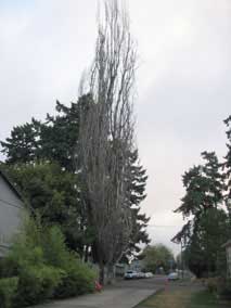 dead Black Poplar (<em>Populus nigra</em>)