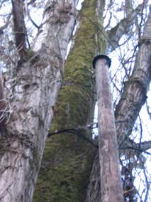 Power lines running through poplar branches