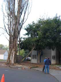 I don't think it was supposed to come down into the other tree