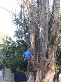 Chainsaw monkey climbing tree