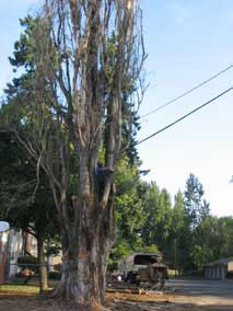 Cutting a limb