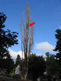 Way up in the tree