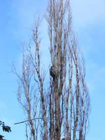 Cutting upper branches of the tree