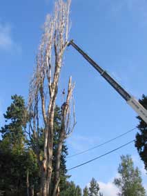 Hooking a branch up to the crane