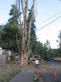 Getting ready to cut branch with crane holding it
