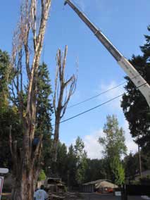 Crane moving branch down to the ground