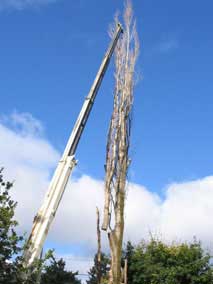 Tall branch cut loose