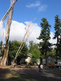 Lowering long branch down to the ground with crane