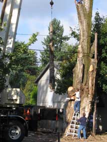 Another branch takes off with the crane
