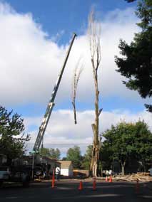 Another big branch takes off with the crane