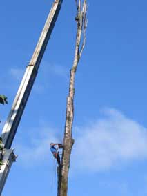 Cutting away on the main trunk