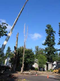 Crane lowers upper section of main trunk