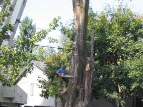 Getting ready to cut into the main trunk again