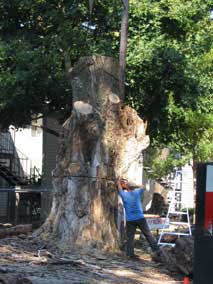 Cutting all the way around the massive trunk
