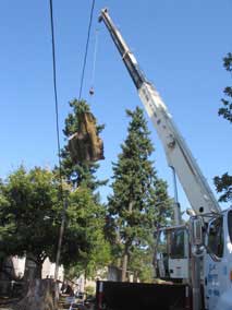 Large trunk section lifted over the power lines