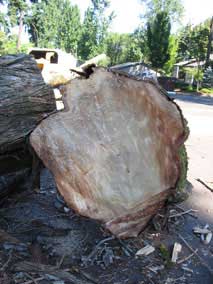 Looking at a slice through part of the main trunk