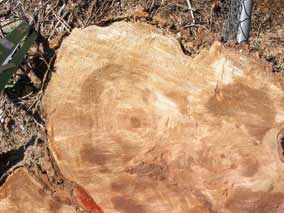 Top of the stump