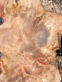 Top of the stump