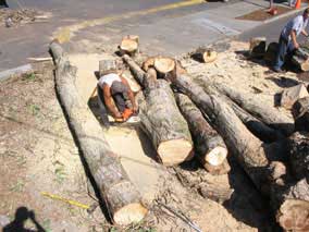 Sawing limbs and trunks down to smaller pieces