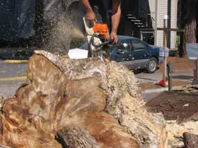 Cutting into the trunk base section