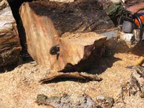 The big chainsaw taking a break