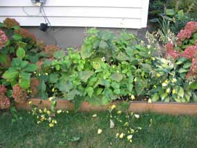 Front planting bed in late September